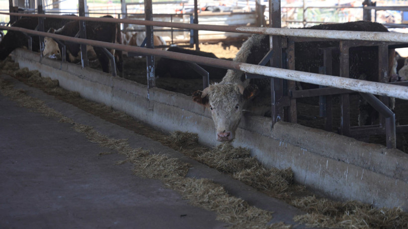 Bir ayı aşkın süredir haber alınamıyor: 'Görürseniz kaçın' - Resim : 2