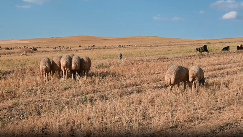 Tarlaya biçerdöver sokmadı, koyunlara yem etti: Masrafını bile karşılamıyor - Resim : 1