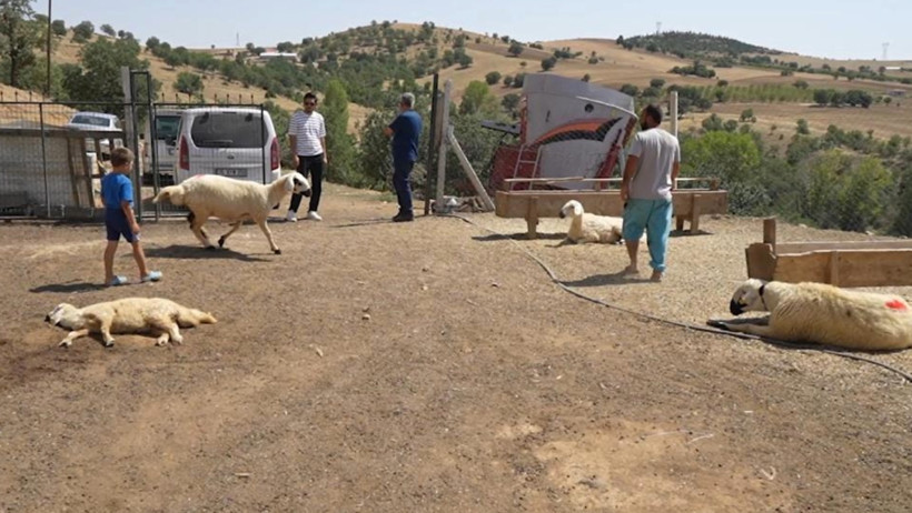 Ahırdaki 200 koyun öldü - Resim : 1