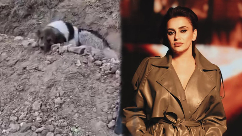 Ceylan Ertem, sahibinin mezarından ayrılmayan köpeği sahiplendi - Resim : 1