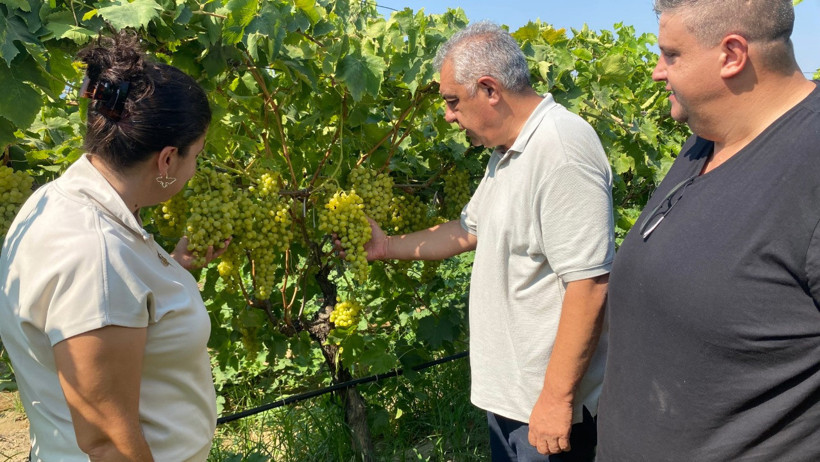 40 yaşından sonra üniversite okuyan çift bağcılığa yeni soluk getirdi - Resim : 1