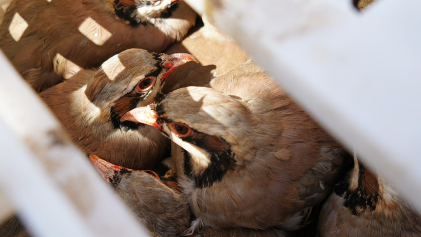 Kene mücadelesinde 1 milyona yakın keklik doğaya salındı - Resim : 2