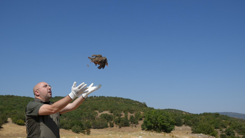 Kene mücadelesinde 1 milyona yakın keklik doğaya salındı - Resim : 3