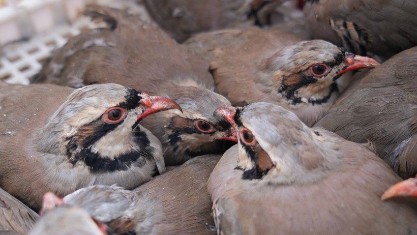 Kene mücadelesinde 1 milyona yakın keklik doğaya salındı - Resim : 4