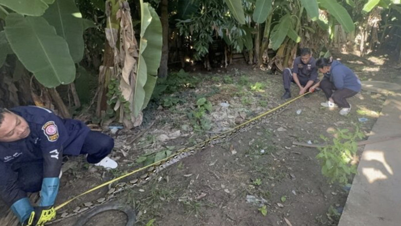 Yaşlı kadının evine piton yılanı girdi, kedisini yedi - Resim : 1