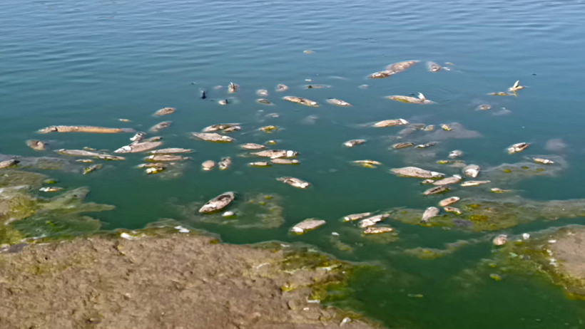 Baraj kuruma noktasına geldi, balıklar kıyıya vurdu - Resim : 1