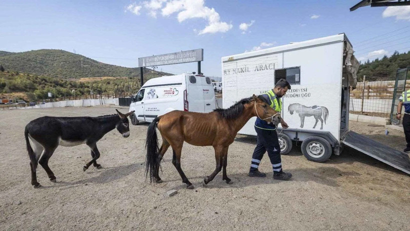 İzmir'de skandal: Günlerce aç bırakıldılar, TJK açıklama yaptı! - Resim : 1
