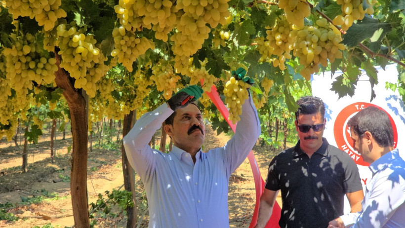 Bağ bozumu başladı: Beklenti 85 bin ton - Resim: 3