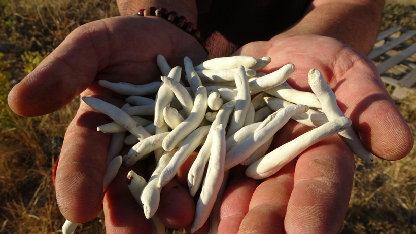 Kendiliğinden yetişiyor, fiyatı altınla yarışıyor - Resim : 1