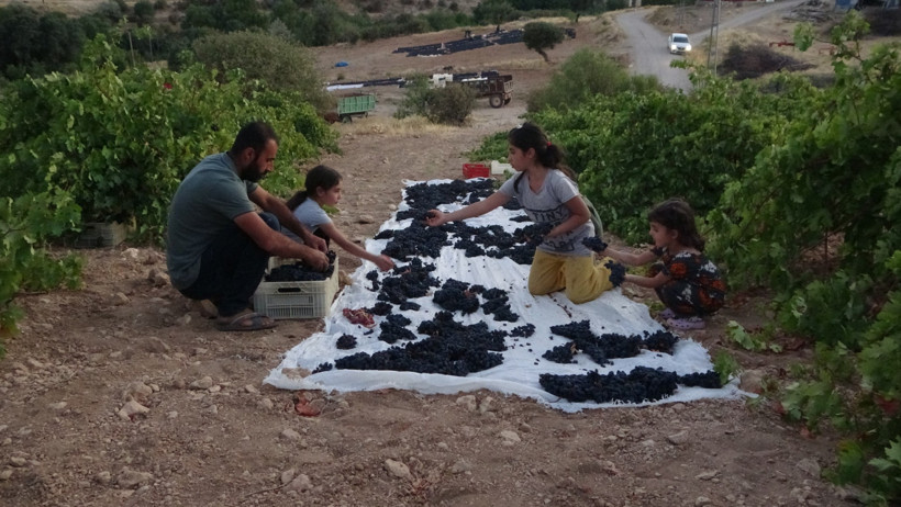 Güneşte 48 saat bekletip kilosunu 500 liraya satıyorlar - Resim : 1