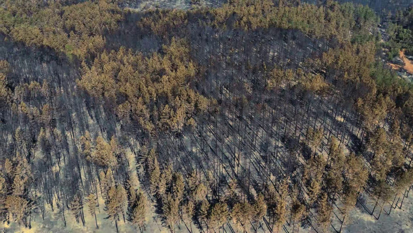 Karabük'teki orman yangınından geriye acı manzara kaldı - Resim : 1