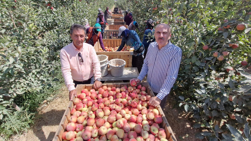 Zirai donun vurduğu kentte elma hasadı buruk başladı - Resim : 1