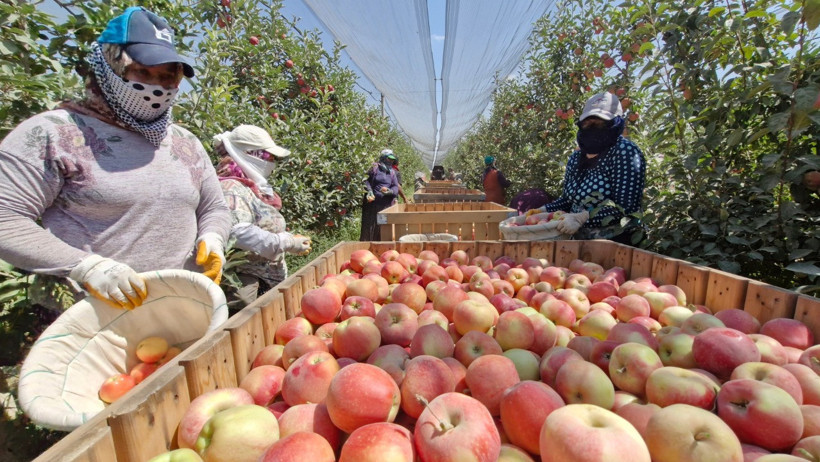 Zirai donun vurduğu kentte elma hasadı buruk başladı - Resim : 2