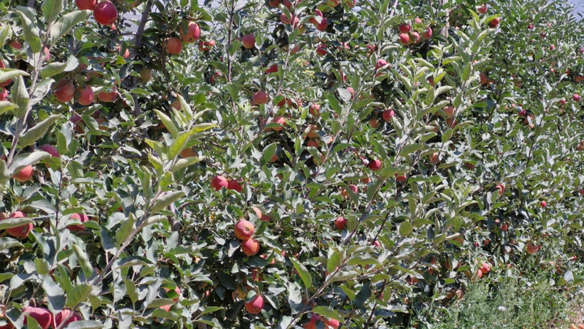 Zirai donun vurduğu kentte elma hasadı buruk başladı - Resim : 3