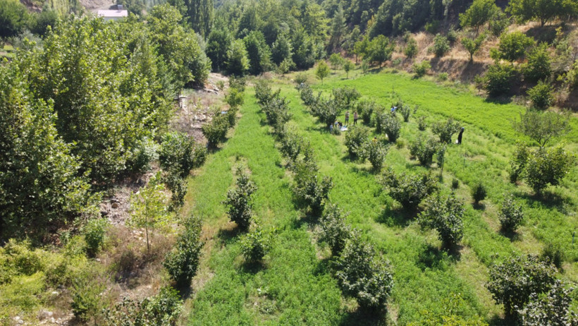 Karadeniz değil Adana: Torosların eteğinde fındık hasadı - Resim : 5