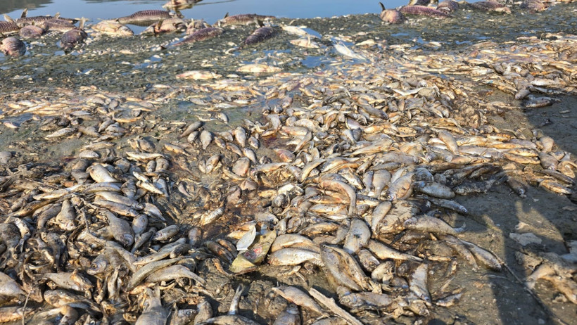 Kuraklık Çınarlı Göleti'ni vurdu: Balık ölümleri arttı - Resim : 2