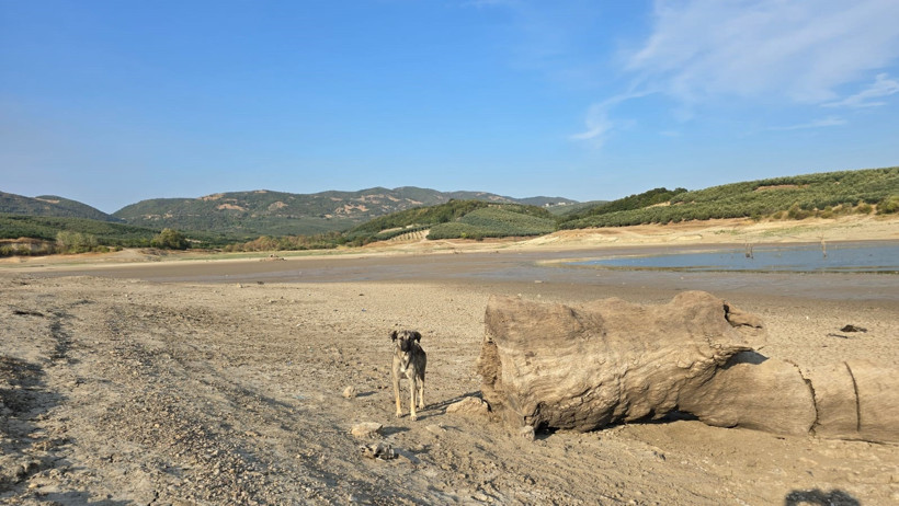 Kuraklık Çınarlı Göleti'ni vurdu: Balık ölümleri arttı - Resim : 3