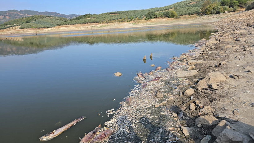Kuraklık Çınarlı Göleti'ni vurdu: Balık ölümleri arttı - Resim : 4