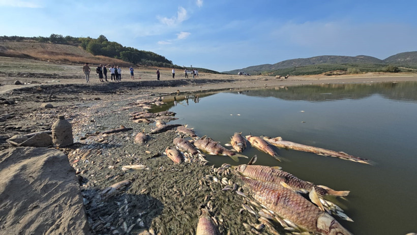 Kuraklık Çınarlı Göleti'ni vurdu: Balık ölümleri arttı - Resim : 6