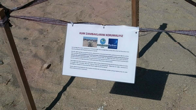 Kuşadası sahillerinde yıllar sonra yeniden kum zambağı görüldü - Resim : 3