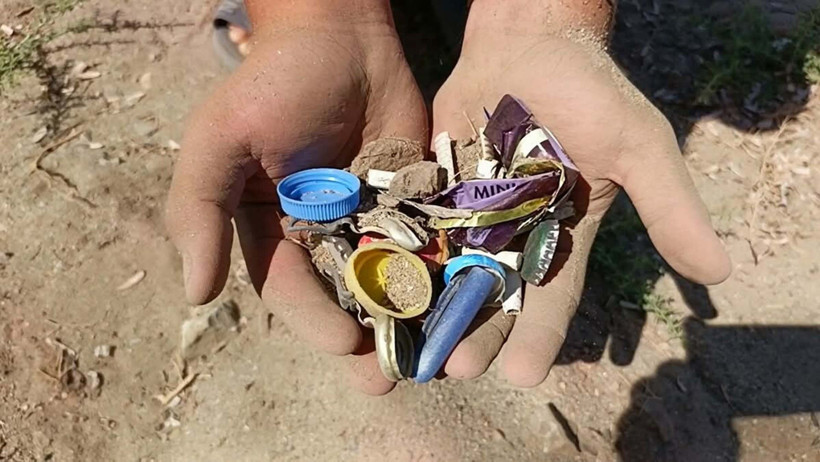 Kuşadası sahillerinde yıllar sonra yeniden kum zambağı görüldü - Resim : 4