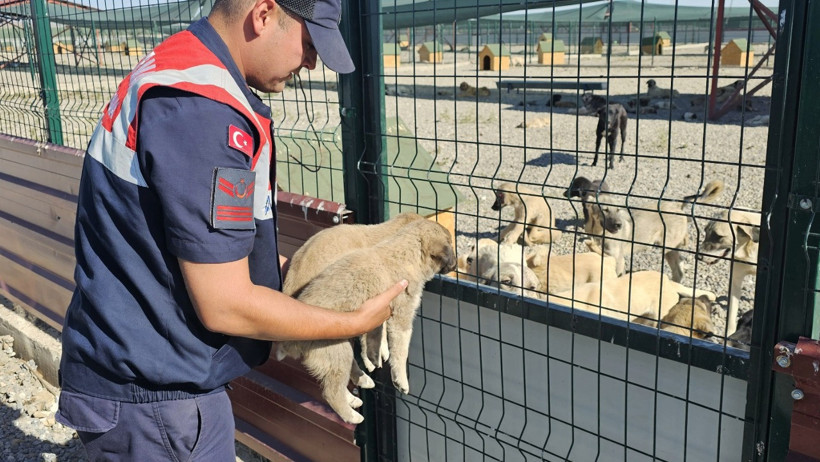 Yavru köpekleri çuvala koyup yol kenarı attılar - Resim : 1