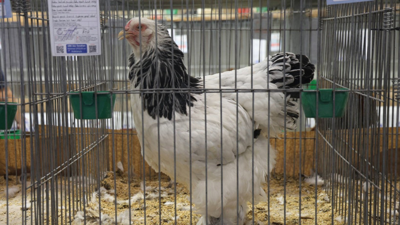 Güzellik yarışmasında dereceye giren horoz ve tavuklar belli oldu - Resim : 1