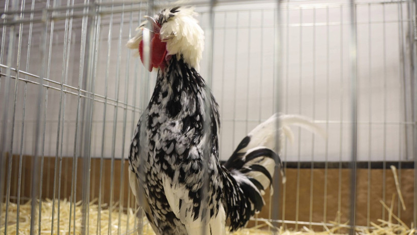 Güzellik yarışmasında dereceye giren horoz ve tavuklar belli oldu - Resim : 2