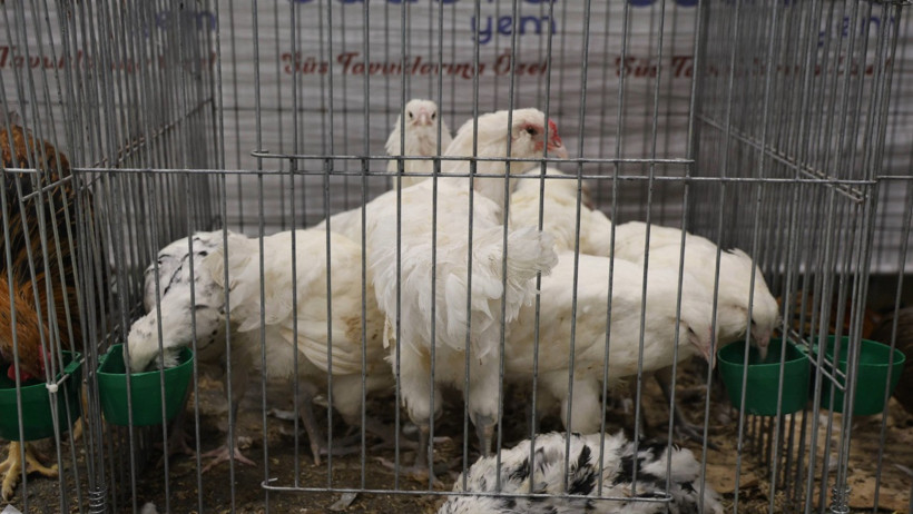 Güzellik yarışmasında dereceye giren horoz ve tavuklar belli oldu - Resim : 3