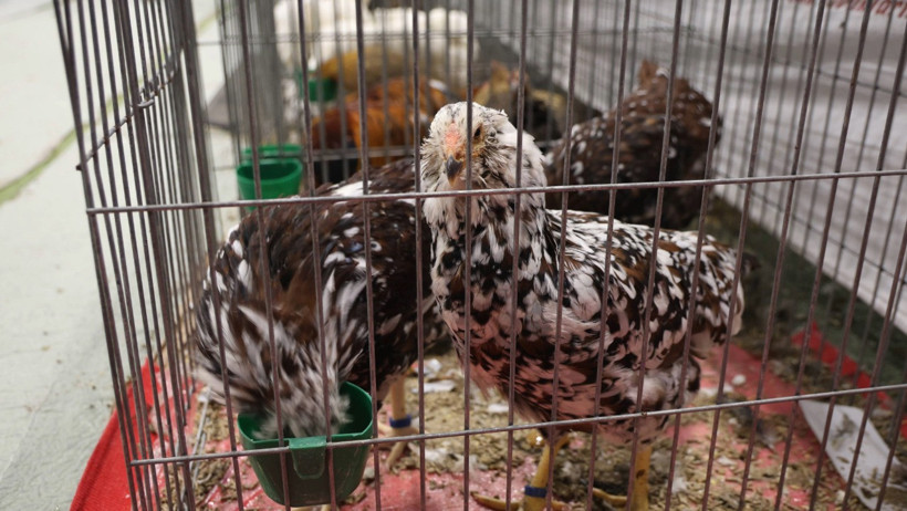 Güzellik yarışmasında dereceye giren horoz ve tavuklar belli oldu - Resim : 4