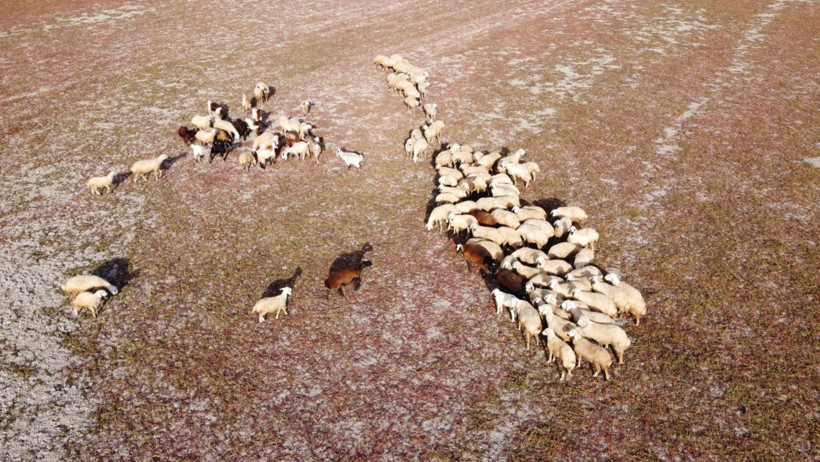 Baraj kurudu, hayvanlar havzada otlatılıyor - Resim : 1
