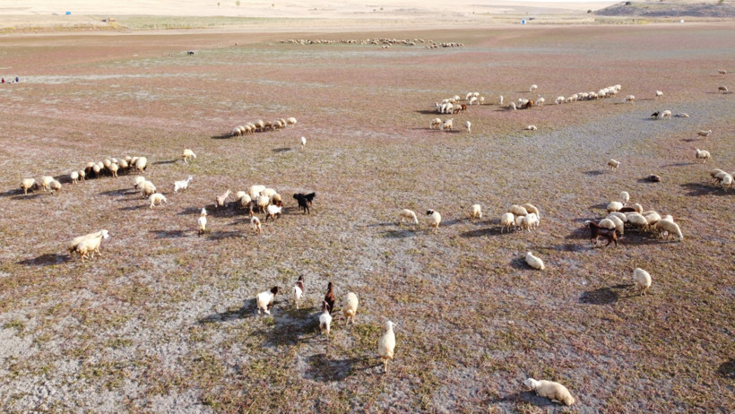 Baraj kurudu, hayvanlar havzada otlatılıyor - Resim : 2