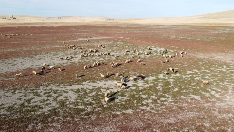 Baraj kurudu, hayvanlar havzada otlatılıyor - Resim : 3