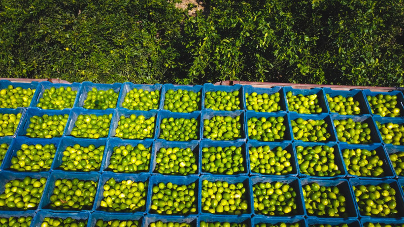 Geçen sene bahçede 1 TL'ydi, bu yıl 20 TL - Resim : 1