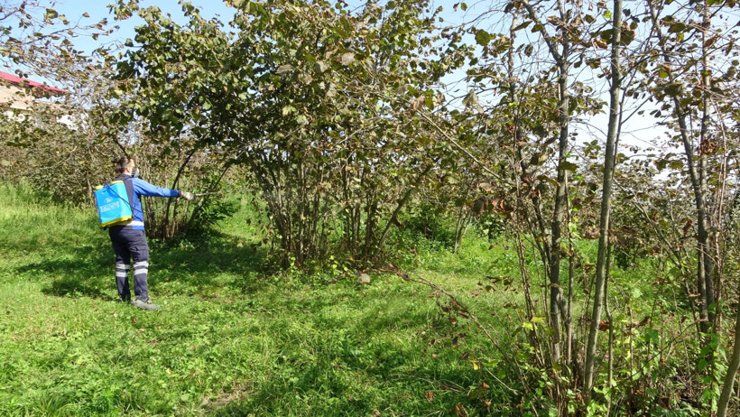 Fındıkta kokarca paniği - Resim : 2