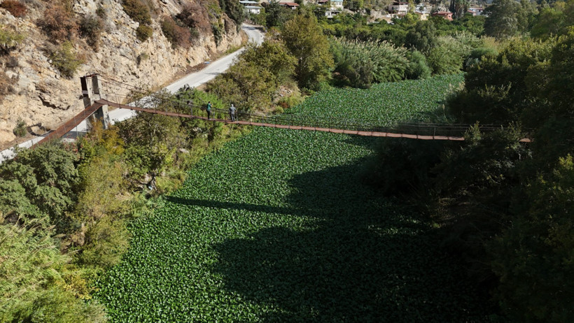 Asi Nehri'ni su sümbülleri kapladı - Resim : 2