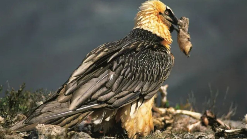 Akbaba yuvasından 700 yıllık sandalet çıktı - Resim : 1