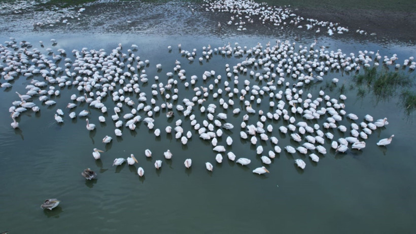 Manyas Kuş Cenneti’nde sonbahar şöleni: Pelikanlar ve flamingolar göç yolunda - Resim : 3