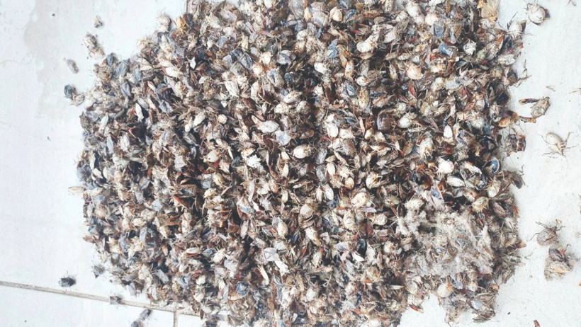 Tarımda kokarca afeti - Resim : 4