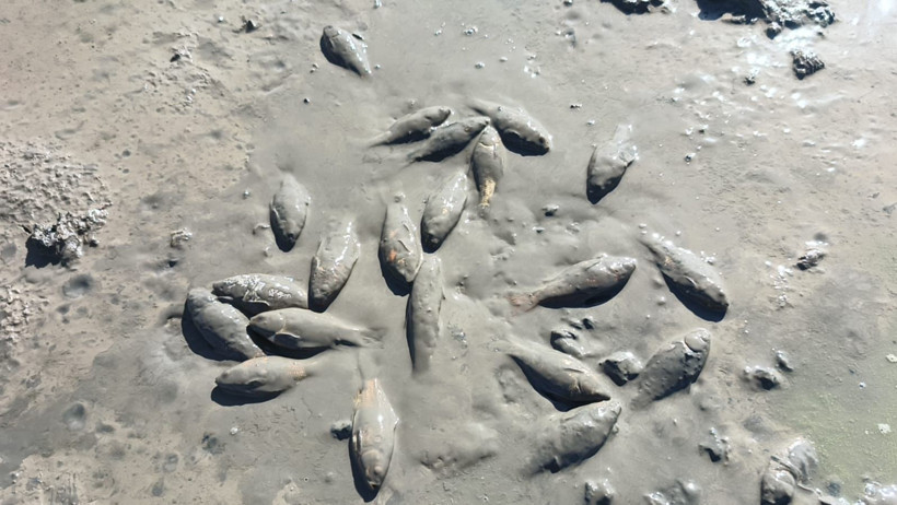 Göletteki su çekilince binlerce balık oksijensiz kaldı - Resim : 2