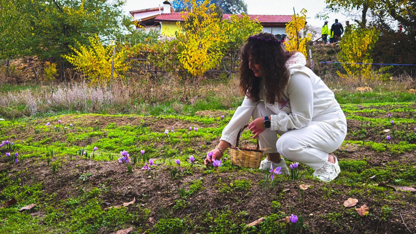 Hasat başladı: Kilosu 600 bin TL'den satılacak - Resim : 1
