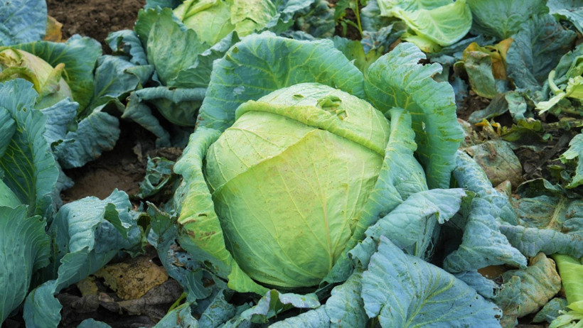 Hasat başladı: 150 milyon TL gelir bekleniyor - Resim : 1