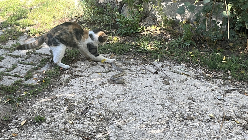 Kedi, yılanı pati darbeleriyle öldürdü: 'Garip bir olaydı' - Resim : 1