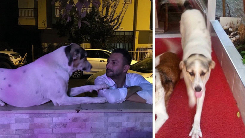 Köpek öldüren emekli polis için yakalama kararı - Resim : 1