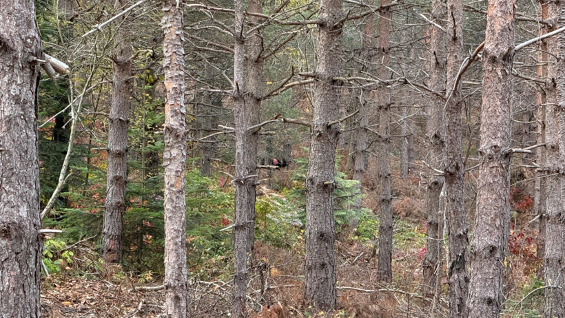Kastamonu'da sır kayıp! Anne ve oğlu günlerdir aranıyor - Resim : 8
