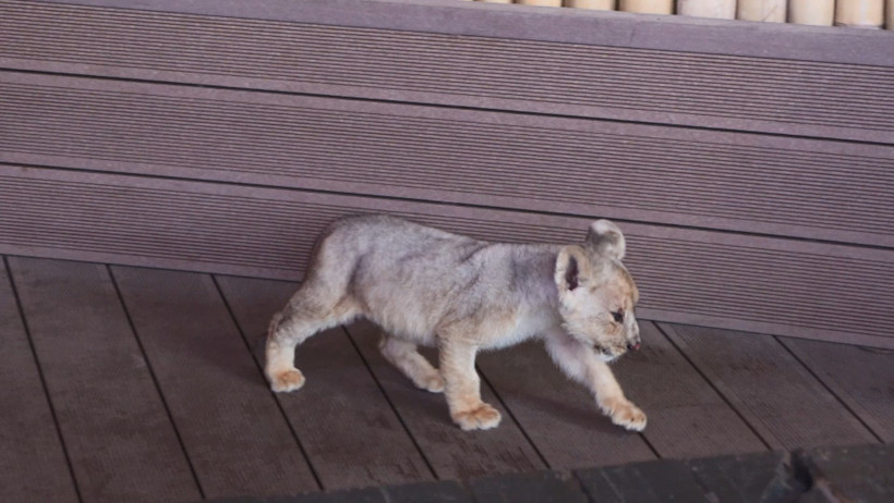 Tuzla'da bulunan yavru aslana "Hugo" adı verildi: “Artık vatanı burası” - Resim : 1