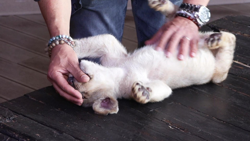 Tuzla'da bulunan yavru aslana "Hugo" adı verildi: “Artık vatanı burası” - Resim : 2