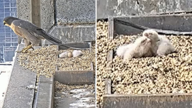 Nest-flix: Ülkeyi ekrana kilitleyen aksiyon dolu program - Resim : 1