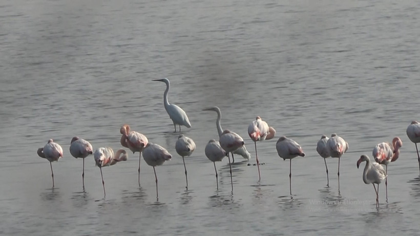 Türkiye’nin tek tapulu gölünde kuş şöleni: Flamingolar sahneye çıktı - Resim : 1