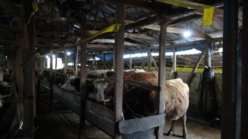 Şile'de şap alarmı! Üç köy karantinada - Resim : 1